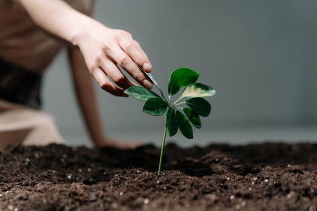 Responsivos a la retroalimentación
